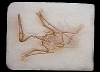 藏品(風翼龍)的圖片